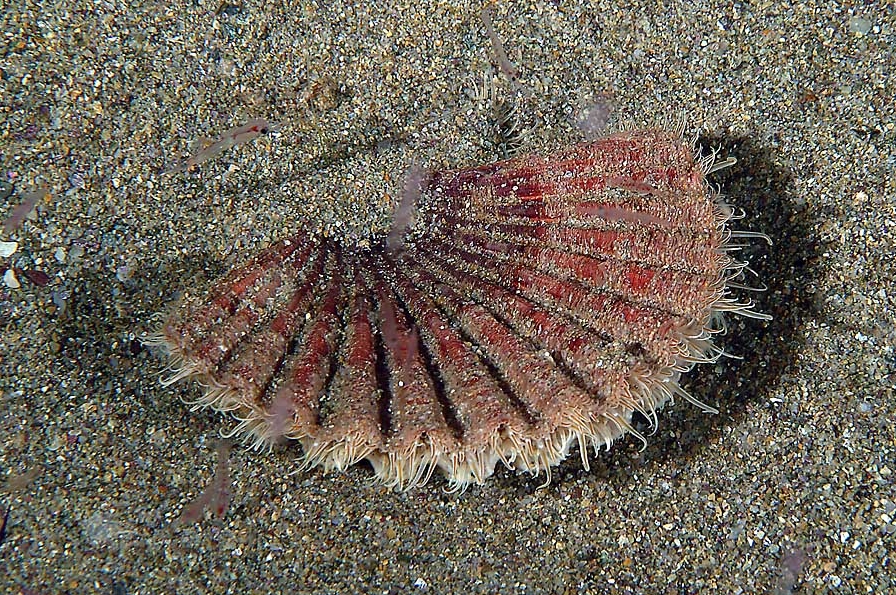 Pecten jacobaeus